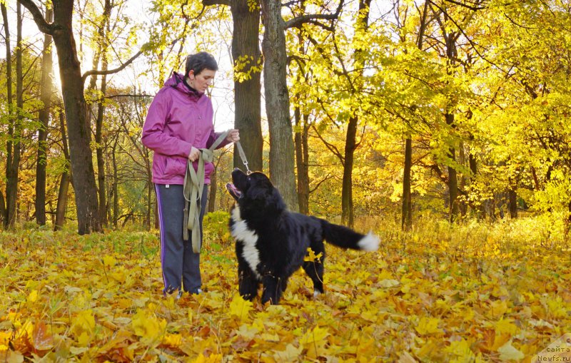 Фото: ньюфаундленд Саппхире Кинг оф Му Хеарт (Sapphire King of My Heart)