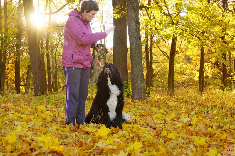 Фото: ньюфаундленд Саппхире Кинг оф Му Хеарт (Sapphire King of My Heart)
