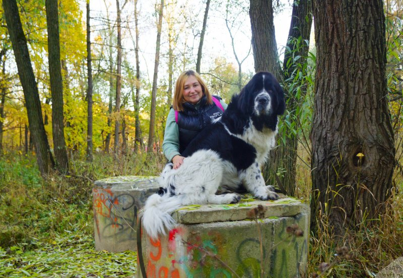 Фото: Наталия Великанова, ньюфаундленд Ску Витх Диамондс Лазурит (Sky With Diamonds Lazurit)
