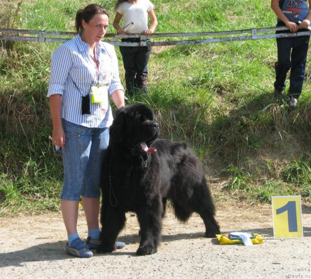 Фото: ньюфаундленд Смигар Иеремия Ивент Магик (Smigar Ieremiya Ivent Magik)
