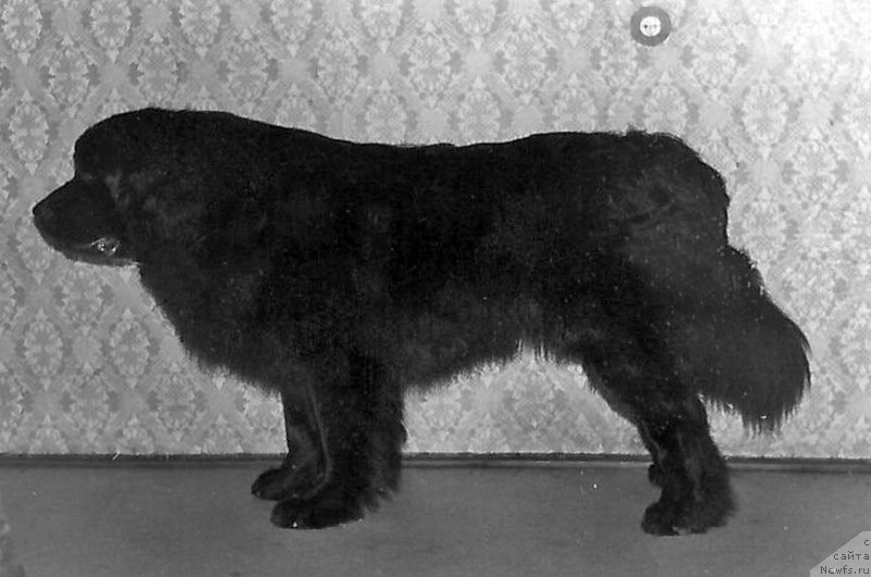 Фото: ньюфаундленд Вейс оф Вестен Эмбар