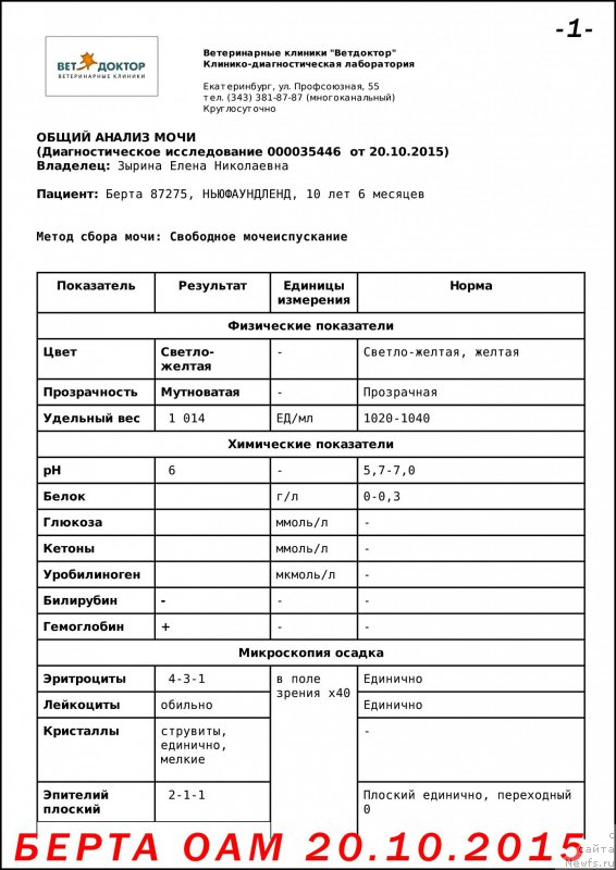 Фото: ньюфаундленд Беретта