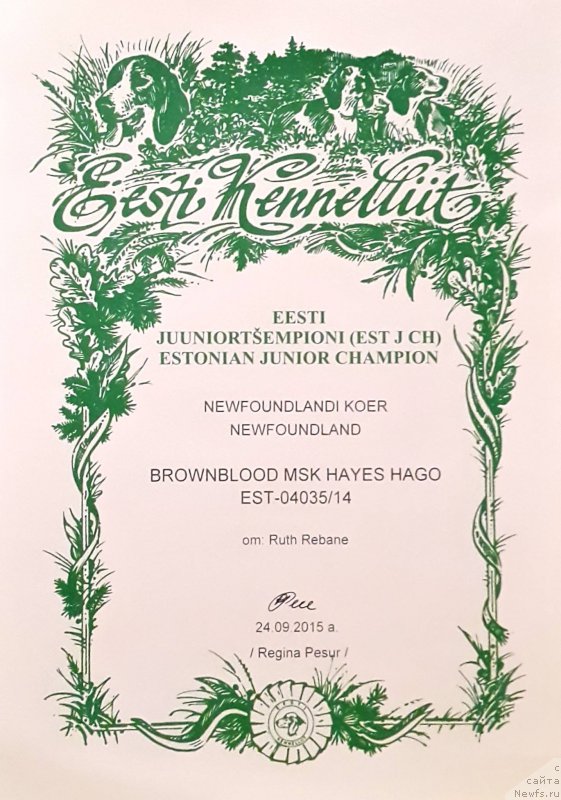 Фото: ньюфаундленд Браунблад МСК Хаиес Хаго (Brownblood MSK Hayes Hago)