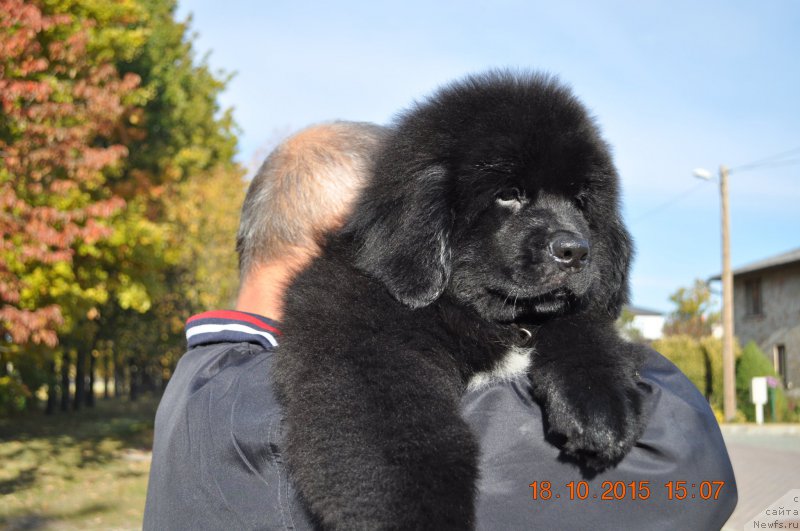 Фото: Zvezdnij Dar Beatrice