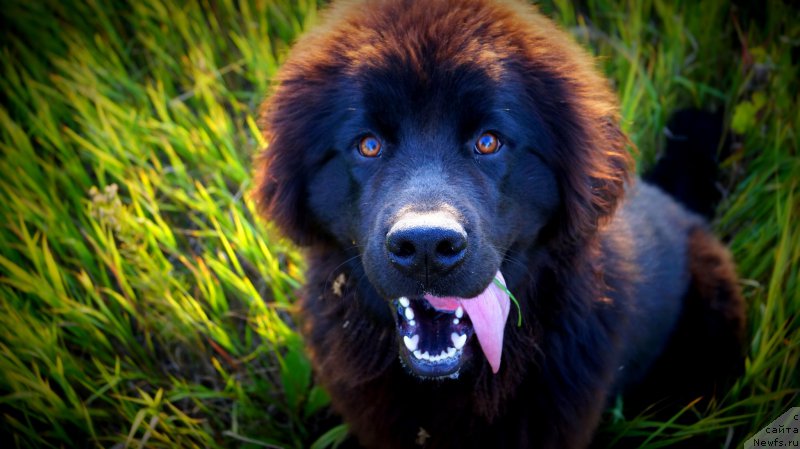 Фото: Диана Илиуц , ньюфаундленд Вива Виктория