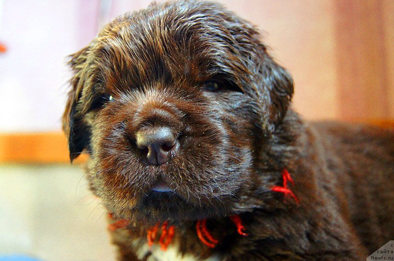 Фото: ньюфаундленд Супер Бизон Отис Тобиас