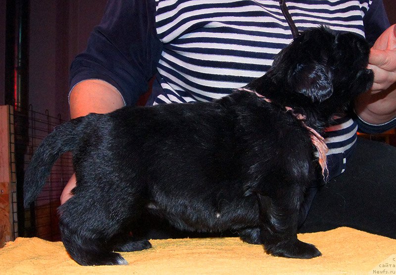 Фото: ньюфаундленд Супер Бизон Оллисия