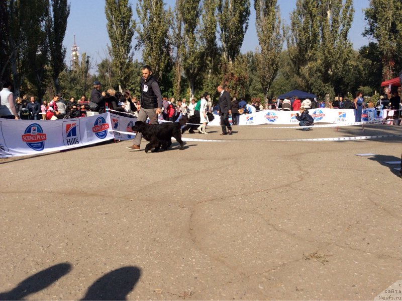 Фото: ньюфаундленд Басня с Берега Дона (Basnja s Berega Dona), Эльдар