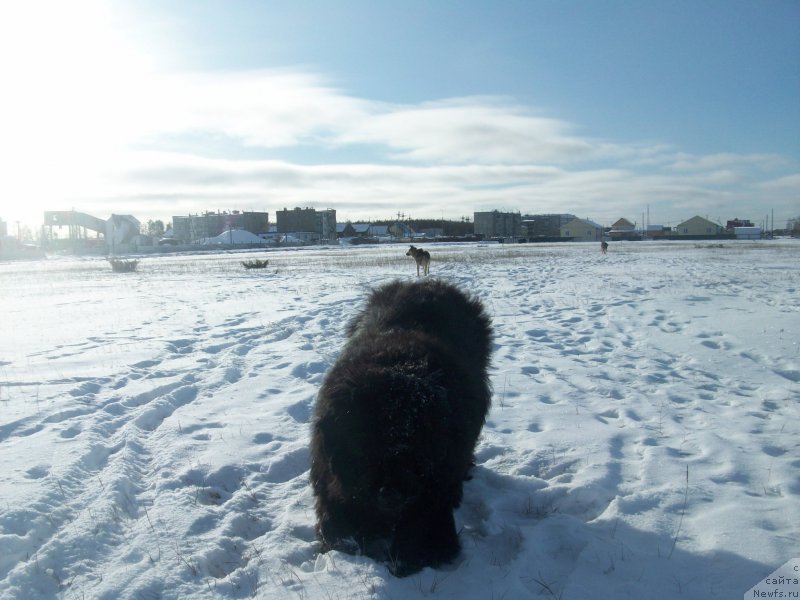 Фото: ньюфаундленд Ярада из Сибирской Глубинки (Yarada iz Sibirskoy Glubinki)