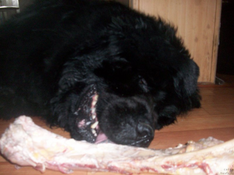 Фотография № 194475