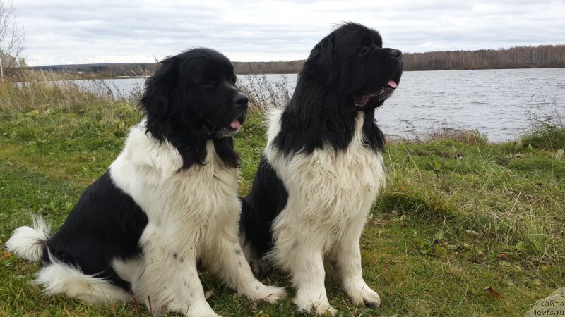 Фото: ньюфаундленд Отрада Чудная Моя из Тихого Омута