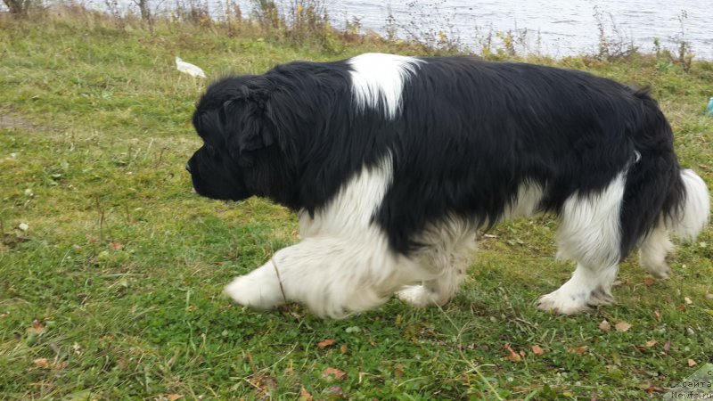 Фото: ньюфаундленд Аквиан Сонг Кроун Роял