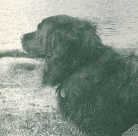 Фото: ньюфаундленд Заннар фон Баталь Бей