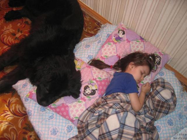 Фото: ньюфаундленд Вермона, алена