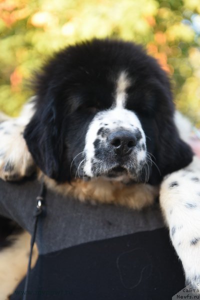 Фотография № 194524