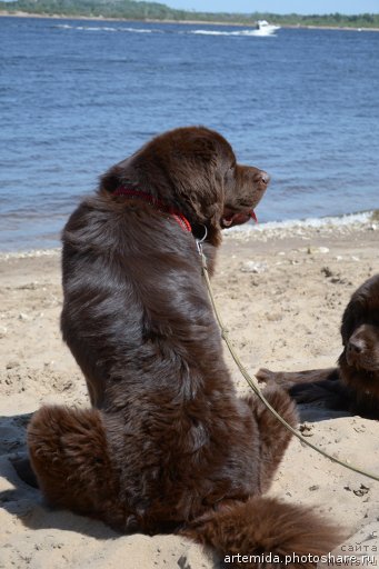 Фото: ньюфаундленд Конфуций