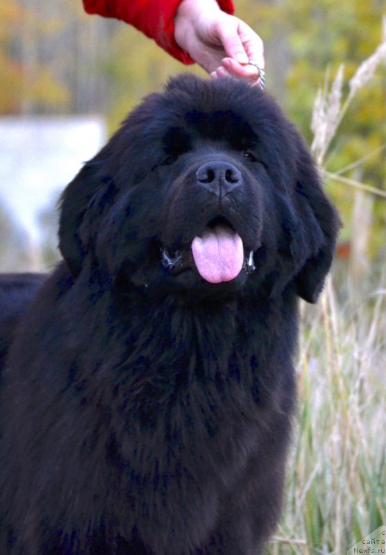 Фотография № 194536