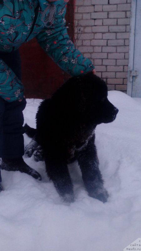 Фото: ньюфаундленд Британика