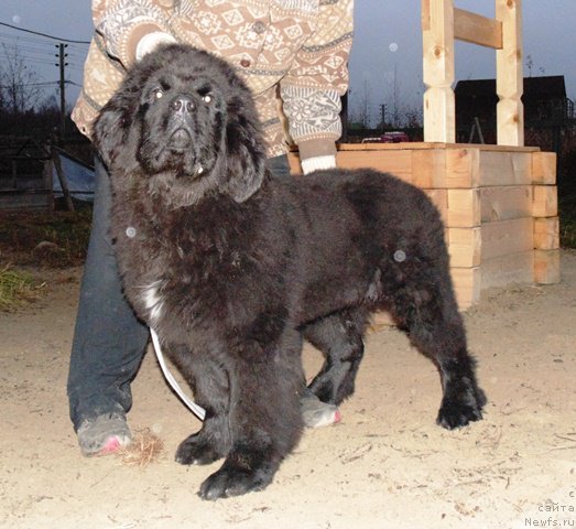 Фото: ньюфаундленд Супер Премиум Улар