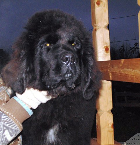 Фото: ньюфаундленд Супер Премиум Улар