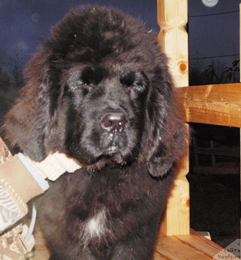 Фото: ньюфаундленд Супер Премиум Улар