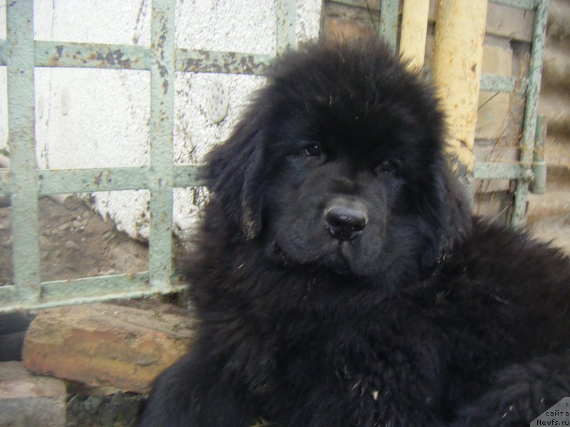 Фото: ньюфаундленд Harmonies of New Bloom Super Mishka