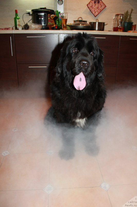 Фото: ньюфаундленд Сиберит Суншине Тоурмалине (Siberit Sunshine Tourmaline)