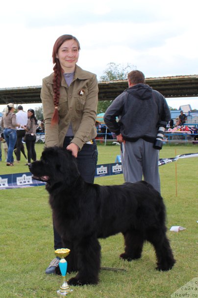 Фото: ньюфаундленд Ева Вялiкi Мядзведзь (Eva Vialiki Miadzvedz)
