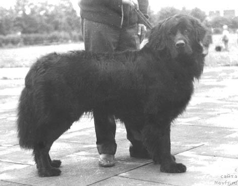 Фото: ньюфаундленд Тимор