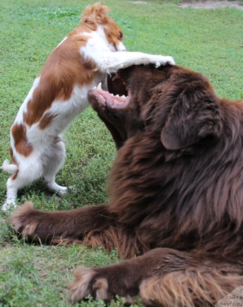 Фото: ньюфаундленд Newettas Zauran