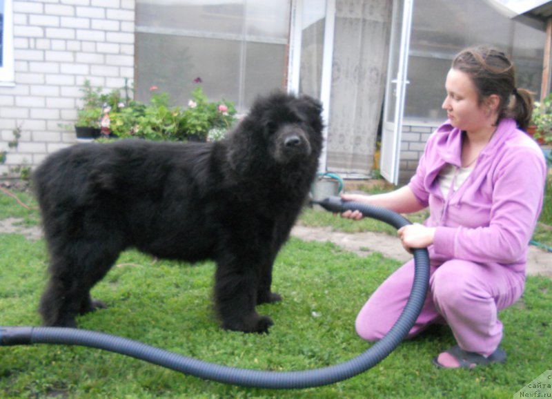 Фото: ньюфаундленд Истина Вялiкi Мядзведзь (Istina Vialiki Miadzvedz)