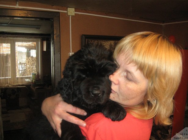 Фото: ньюфаундленд С'Нежная Вьюга Биг Рашшен Босс