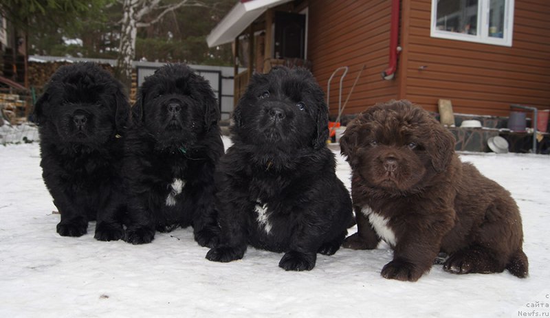 Фото: ньюфаундленд Супер Бизон О Ла Ла, ньюфаундленд Супер Бизон Оливия (Super Bizon Olivia), ньюфаундленд Супер Бизон Осень, ньюфаундленд Супер Бизон Отис Тобиас