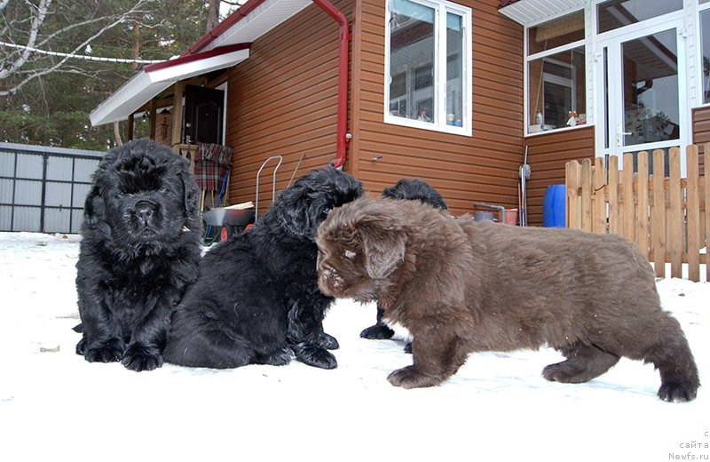 Фото: ньюфаундленд Супер Бизон О Ла Ла, ньюфаундленд Супер Бизон Отис Тобиас, почти в стойке