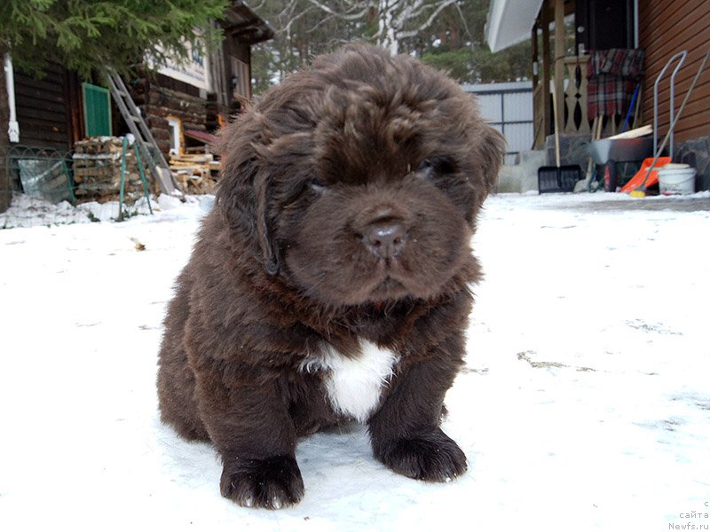 Фото: ньюфаундленд Супер Бизон Отис Тобиас