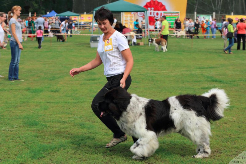 Фото: ньюфаундленд Варгас Де Ла Масса Армандо (Vargas de la Massa Armando)