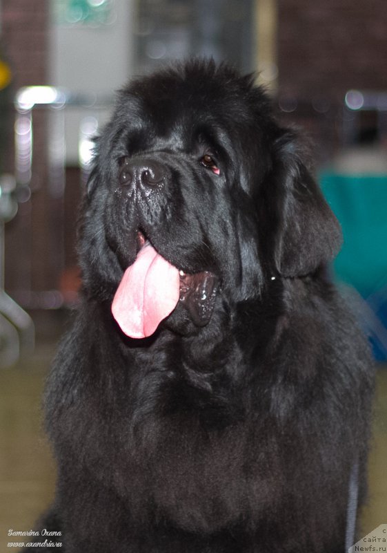 Фото: ньюфаундленд Ньюфорт Шум Прибоя