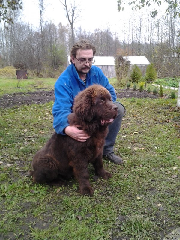 Фото: ньюфаундленд Браунблад МСК Жани Ошер (Brownblood MSK Zhani Osher)