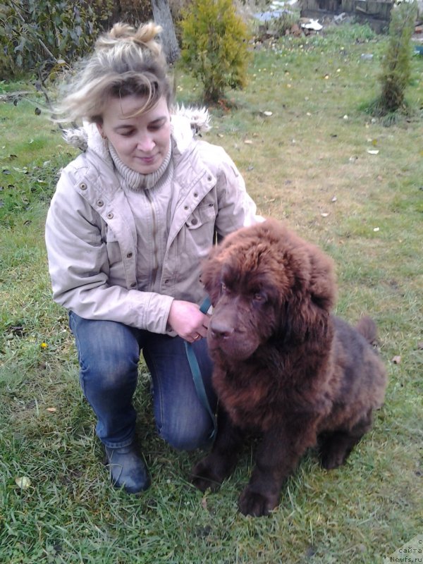 Фото: ньюфаундленд Браунблад МСК Жани Ошер (Brownblood MSK Zhani Osher)