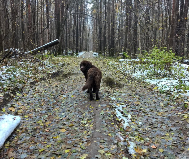 Фото: ньюфаундленд Браунблад МСК Жанара Хайя (Brownblood MSK Zhanara Haya)