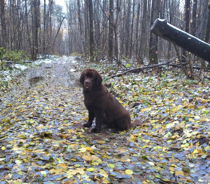Фото: ньюфаундленд Браунблад МСК Жанара Хайя (Brownblood MSK Zhanara Haya)