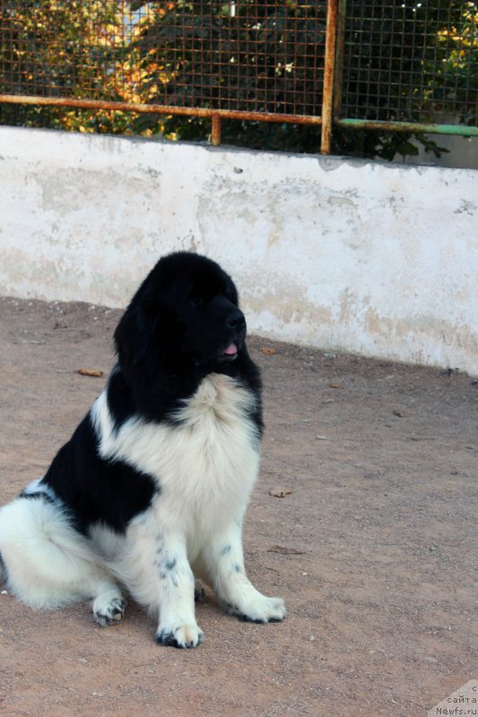 Фотография № 194650