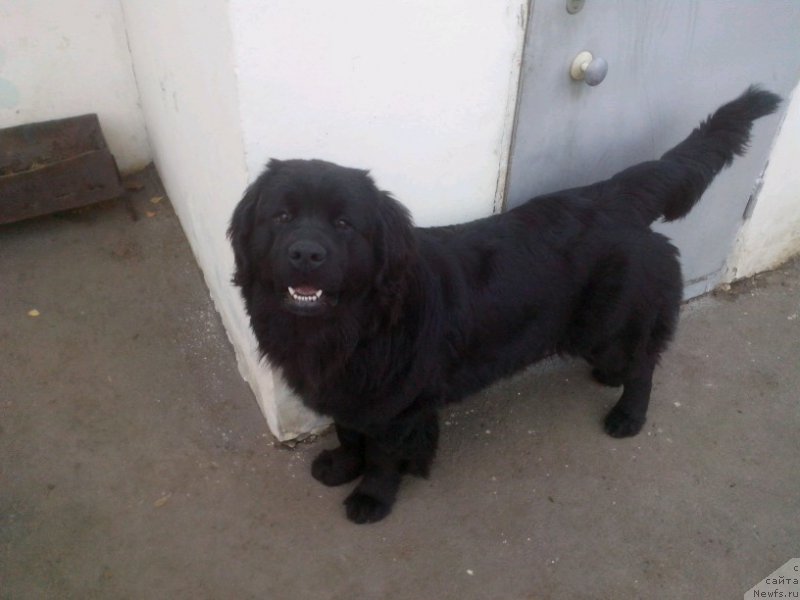 Фото: ньюфаундленд Аквиан Сонг Перфект Бэлла