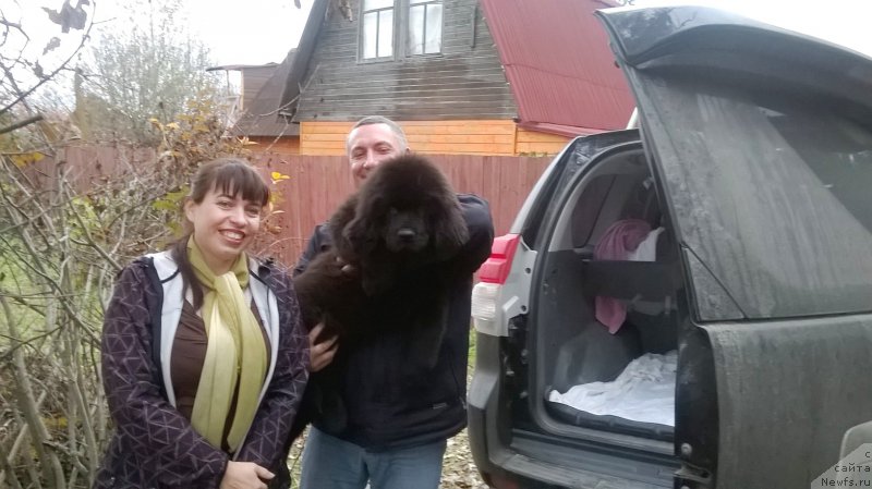 Фото: ньюфаундленд Черная Мафия Асе ин тхе Холе (Chernaya Mafia Ace in the Hole)