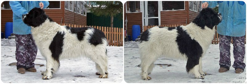 Фото: ньюфаундленд Супер Бизон Мурсиелага