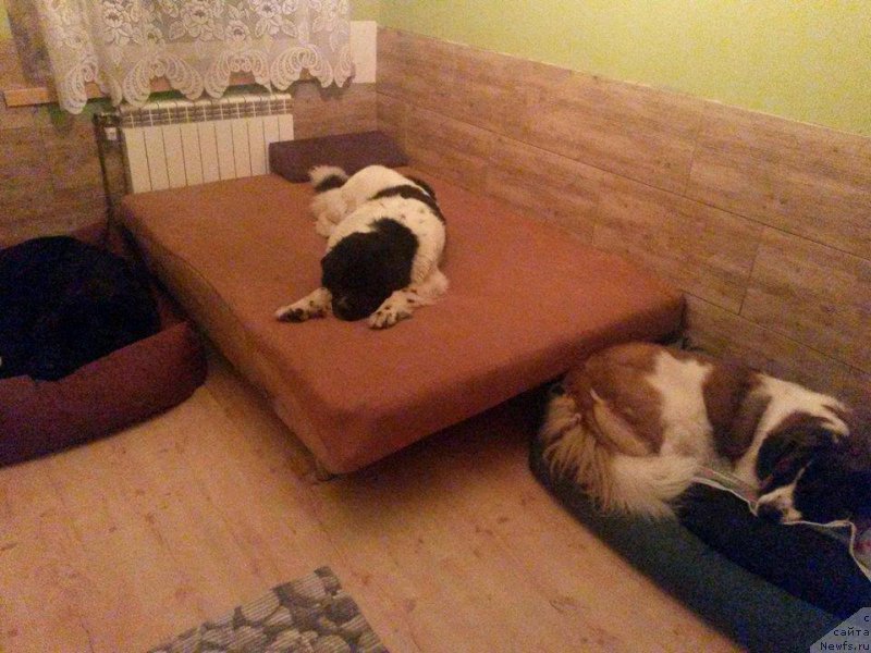 Фото: ньюфаундленд Черная Мафия Зебра Тиме (Chernaya Mafia Zebra Time)