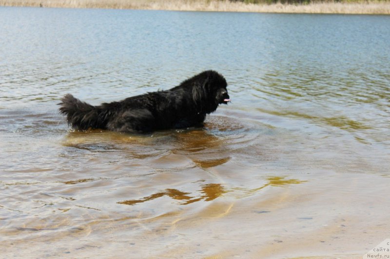 Фото: ньюфаундленд Черная Мафия Зесту Бетту (Chernaya Mafia Zesty Betty)