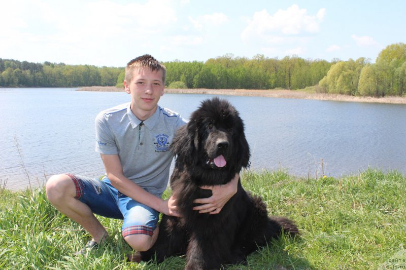 Фото: ньюфаундленд Черная Мафия Зесту Бетту (Chernaya Mafia Zesty Betty)