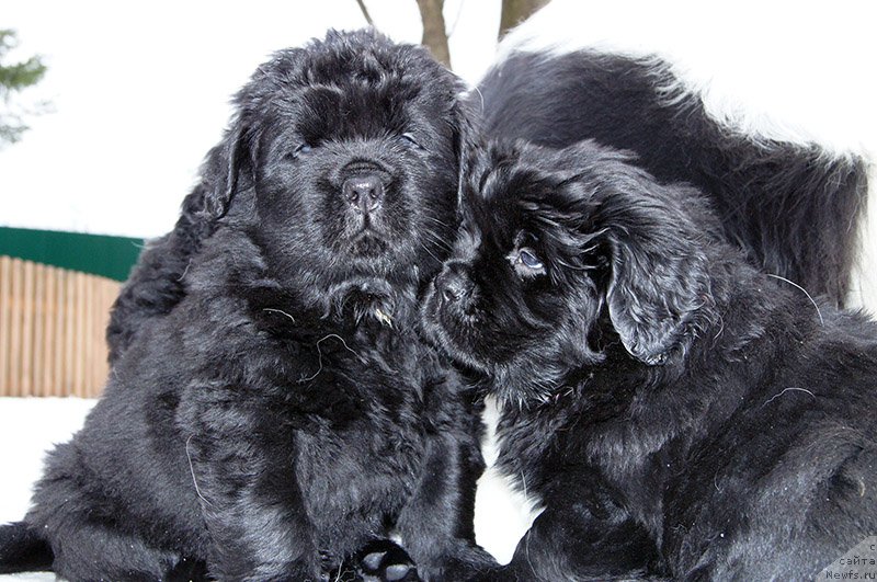 Фотография № 194669