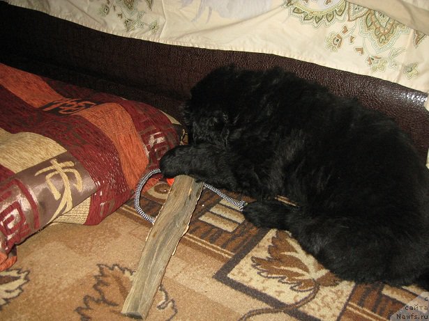 Фото: ньюфаундленд С'Нежная Вьюга Биг Рашшен Босс